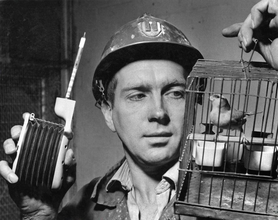 Canario como detector de gas